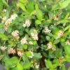 GROUND HUG® Aronia - Proven Winner - 4" Pot