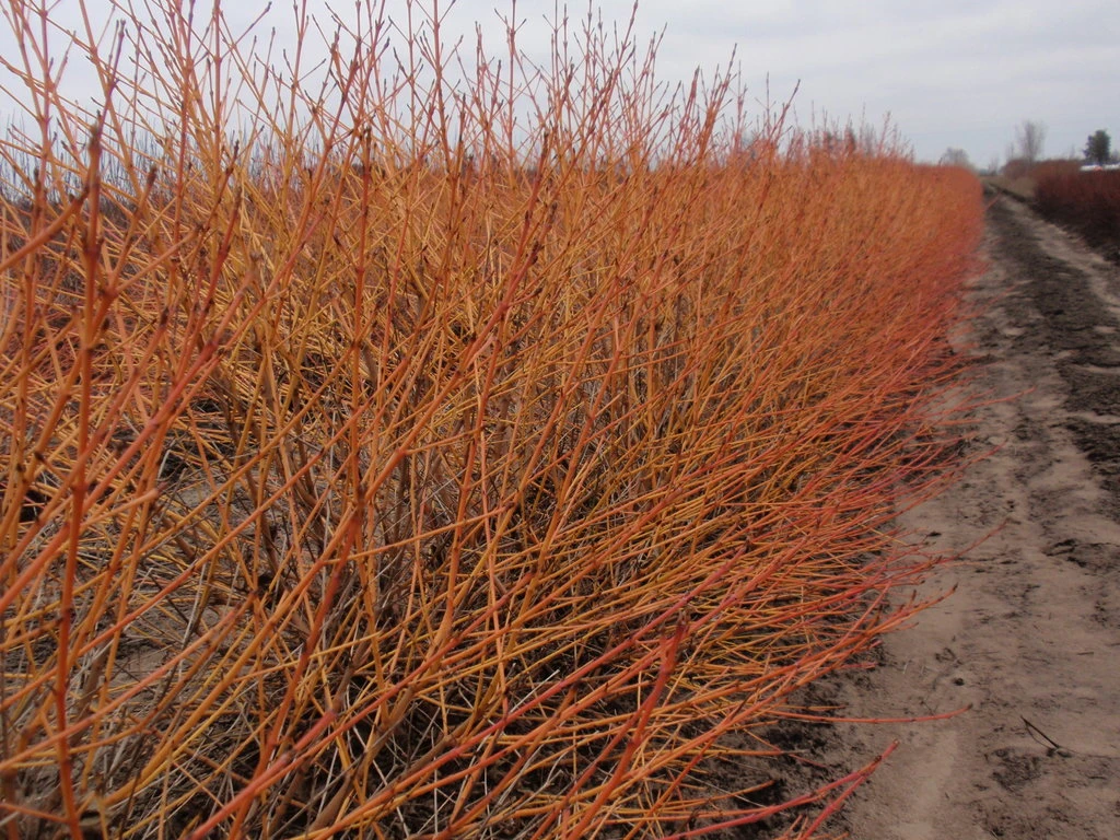 Arctic Sun® Cornus Sanguinea - Cato - Red Twig Dogwood- 4" Pot - Proven Winners 2 Arctic Sun® Cornus Sanguinea - Cato - Red Twig Dogwood- 4" Pot - Proven Winners - Image 2