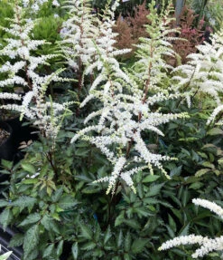 Cappuccino Astilbe - Shade Perennial - Live Plant - Gallon Pot