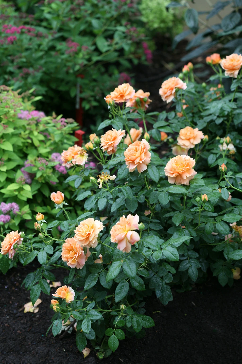At Last® Rose Bush - 4" Pot - Fragrant - Proven Winners 2 At Last® Rose Bush - 4" Pot - Fragrant - Proven Winners - Image 2