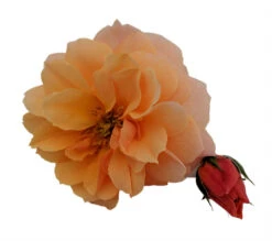 At Last® Rose Bush - 4" Pot - Fragrant - Proven Winners 5 At Last® Rose Bush - 4" Pot - Fragrant - Proven Winners -Plant Shop atlastrose2 19759.1615344637