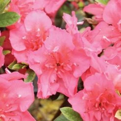 PERFECTO MUNDO EPIC CORAL® Reblooming Azalea - Proven Winners-4" Pot