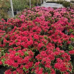 Perfecto Mundo® Red - Azalea- Reblooming - Proven Winners - 4" Pot -Plant Shop azalea perfecto mundo red 1 1080 1080 60 32477.1658347080