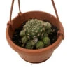 Ball Cactus - 4" Mini Hanging Basket - Easy House Plant