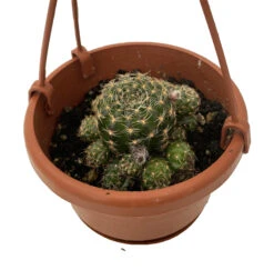 Ball Cactus - 4" Mini Hanging Basket - Easy House Plant
