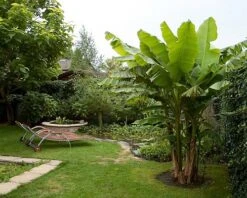 Ohio Grown Winter Hardy Basjoo Banana Plants - Musa - 2 Pack 2.5" Pots -Plant Shop bananabasbig3 33718.1603473686