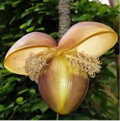 Ohio Grown Winter Hardy Basjoo Banana Plants - Musa - 2 Pack 2.5" Pots -Plant Shop bananabasbig4 19657.1603473687