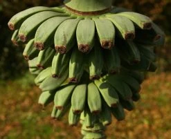 Ohio Grown Winter Hardy Basjoo Banana Plants - Musa - 2 Pack 2.5" Pots -Plant Shop bananabasbig6 47259.1603473686