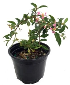 Barbados Cherry Plant - Malpighia Punicfolia - Acerola - Indoors/Out - 6" Pot -Plant Shop barbados20cherry20plant 81205.1654288324