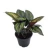 Beauty Star Peacock Plant - Calathea - Easy House Plant - 4" Pot