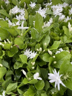 Belle Of India Arabian Tea Jasmine Plant - Sambac - 4" Pot -Plant Shop belleindiagroup 64743.1695076240