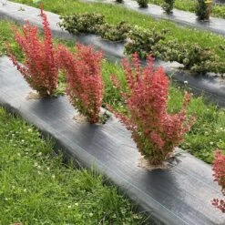 SUNJOY ORANGE PILLAR™ - Barberry - Berberis- Proven Winners - 4" Pot -Plant Shop berberis sunjoy orange pillar 1 1080 1080 60 93011.1658839764