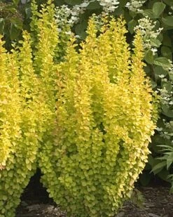 SUNJOY GOLD PILLAR® Berberis - Outside Or Bonsai - Proven Winners - 4" Pot -Plant Shop berberissunjoy 25251.1654795494
