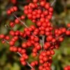 Berry Heavy® Winterberry - Ilex - Vivid - Also Bonsai! - Proven Winner