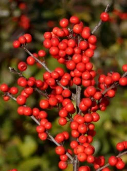 Berry Heavy® Winterberry - Ilex - Vivid - Also Bonsai! - Proven Winner