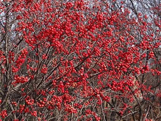 Berry Heavy® Winterberry - Ilex - Vivid - Also Bonsai! - Proven Winner 2 Berry Heavy® Winterberry - Ilex - Vivid - Also Bonsai! - Proven Winner - Image 2