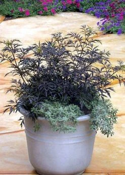 Black Lace® Elderberry - Sambucus - Hardy! - Proven Winners - 4" Pot -Plant Shop black20lace20e284a220elderberry3 81516.1654957575