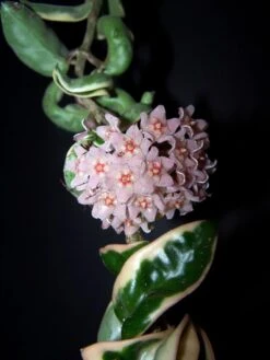 Variegated Hindu Rope Plant - Hoya Carnosa Variegata - 4" Pot -Plant Shop bloomhoyarope 85337.1675963864