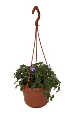 Boysenberry Delight Cape Primrose Plant - Streptocarpella - 6" Hanging Basket