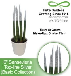 Make-Upz Glitter Silver Bamboo Shoots Snake Plant - Sansevieria - 6" Pot -Plant Shop bpline7 0000000418 h 2 61735.1690831072