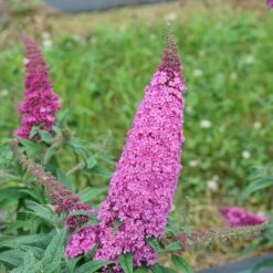 Pugster Pinker™ Butterfly Bush - Buddleia - 4" Pot