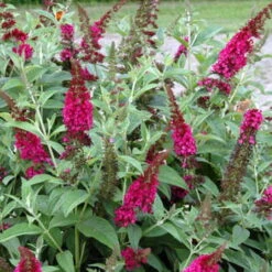 Buddleia X Miss Molly Butterfly Bush - Sangria Red -Proven Winners- 4" Pot -Plant Shop buddleiamissmolly4 67523.1615344521