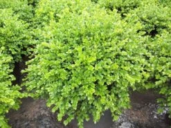 Chicagoland Green Boxwood - 4" Pot - Buxus