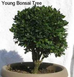 Winter Gem - Buxus - Grows In Sun Or Shade - 4" Pot -Plant Shop buxusbonsai2 96020.1615344672