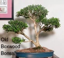 Winter Gem - Buxus - Grows In Sun Or Shade - 4" Pot -Plant Shop buxusbonsai 21221.1615344672