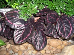 Dottie Rose Painted Prayer Plant - Calathea Roseopicta 'Dottie' - Easy - 4" Pot -Plant Shop calathea dottie 23243.1612896426