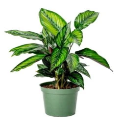 Beauty Star Peacock Plant - Calathea - Easy House Plant - 4" Pot -Plant Shop calatheabeautystarhr1 79863.1610164762