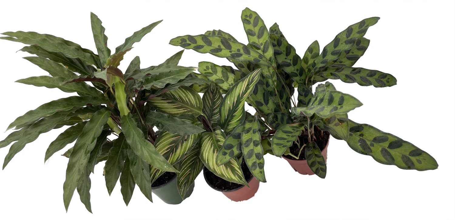 Calathea Assortment - 3 Pack In 4" Pots 2 Calathea Assortment - 3 Pack In 4" Pots - Image 2