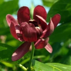 Calycanthus Aphrodite PPAF- Sweetshrub - Fragrant - Proven Winners - 4" Pot -Plant Shop calycanthusaphrodite1 08554.1615344537