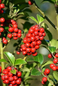 Castle Spire® Blue Holly - Ilex - 4" Pot - Proven Winners