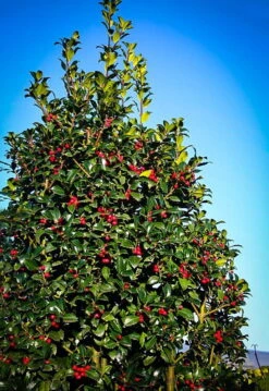 Castle Spire® Blue Holly - Ilex - 4" Pot - Proven Winners -Plant Shop castlespirebluehollyhr3 47707.1615344546