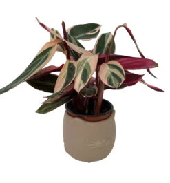 Tan Cat Ceramic Animal Pot - 6" X 4" - NEW -Plant Shop catpotplant 45727.1645122697