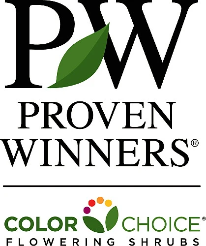 Pink Paradise Happy Face ® Bush Cinquefoil - Potentilla-Proven Winners-4" Pot - Image 3