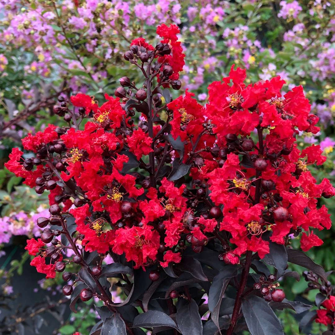 CENTER STAGE® Red Crapemyrtle - Lagerstroemia Indica - Proven Winners - 4" Pot - Image 3