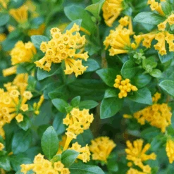 Juiced™ Orange Jessamine - Cestrum Corymbosum - Proven Winners - 4" Pot -Plant Shop cestrum juiced orange p1184590 800x800 70af179 82747.1675818936
