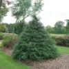 HAYWIRE™ False Cypress - Chamaecyparis - Proven Winners - 4" Pot