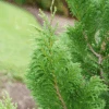 CEDAR RAPIDS™ False Cypress -Chamaecyparis Pisifera - Proven Winners - 4" Pot