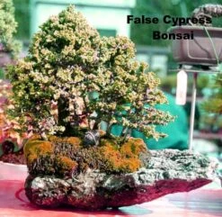 Golden Mop False Cypress -Chamaecyparis- Outside/Bonsai - 4" Pot -Plant Shop chamaecyparismop4 75911.1615344466