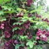 Chocolate Vine Perennial - Akebia Quinata - 2.5" Pot