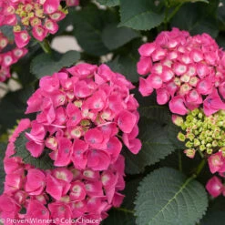 CITYLINE® Paris Hydrangea Macrophylla - Intense Red - Proven Winners - 4" Pot 6 CITYLINE® Paris Hydrangea Macrophylla - Intense Red - Proven Winners - 4" Pot -Plant Shop cityline paris hydrangea 30610.1615344583
