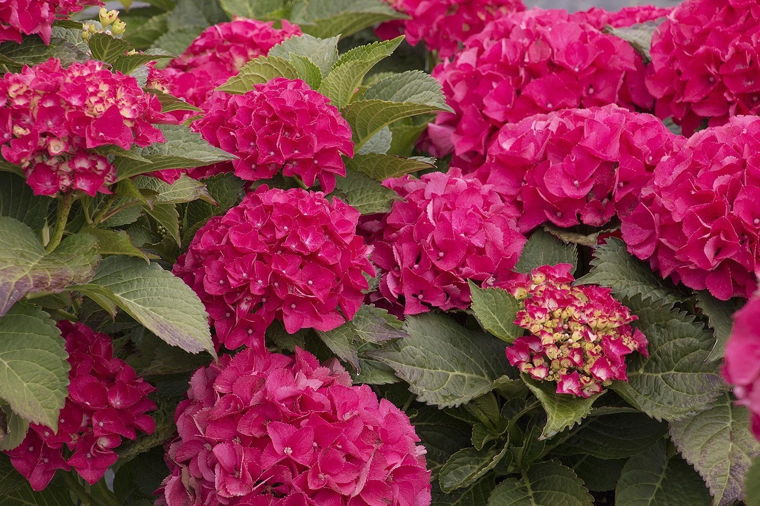 CITYLINE® Paris Hydrangea Macrophylla - Intense Red - Proven Winners - 4" Pot 4 CITYLINE® Paris Hydrangea Macrophylla - Intense Red - Proven Winners - 4" Pot - Image 4