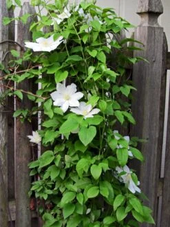 Henryi Clematis Vine - Pure White - 2.5" Pot -Plant Shop clematishenryi1 99329.1615344782