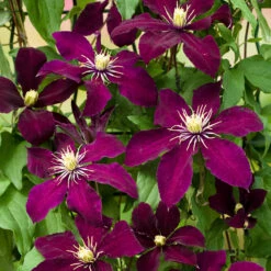 Niobe Clematis Vine -Deep Ruby Red - Majestic - 2.5" Pot -Plant Shop clematisniobe3 70079.1615344766