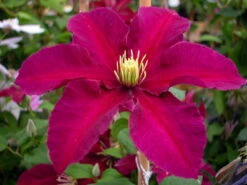 Niobe Clematis Vine -Deep Ruby Red - Majestic - 2.5" Pot -Plant Shop clematisniobehr1 86406.1615344766