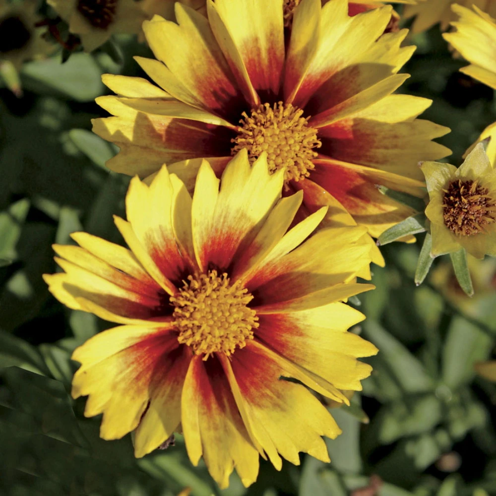 LI'L BANG™ Enchanted Eve Coreopsis Tickseed Perennial Plant - Quart Pot 1 LI'L BANG™ Enchanted Eve Coreopsis Tickseed Perennial Plant - Quart Pot