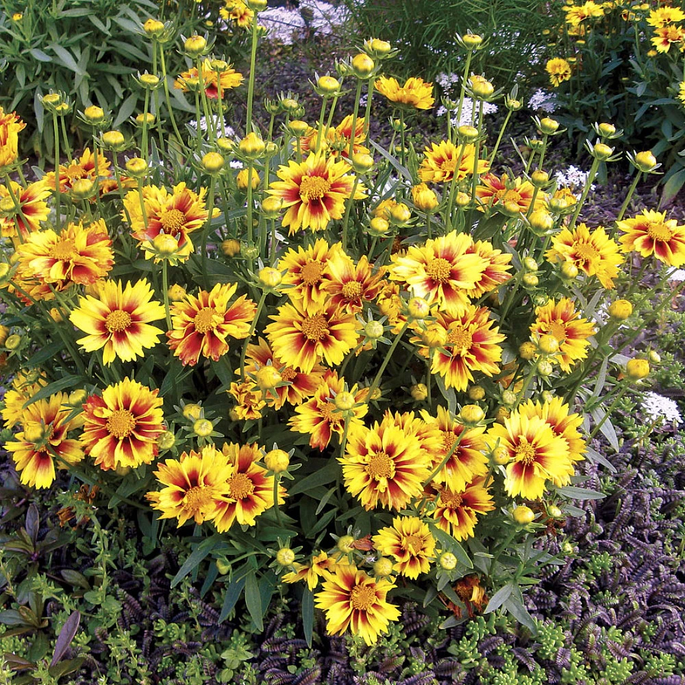 LI'L BANG™ Enchanted Eve Coreopsis Tickseed Perennial Plant - Quart Pot 2 LI'L BANG™ Enchanted Eve Coreopsis Tickseed Perennial Plant - Quart Pot - Image 2